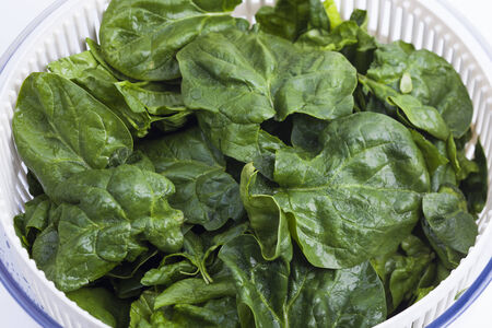 Raw spinachの写真素材