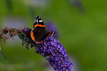 Image shows a butterfly on a purple licac flower