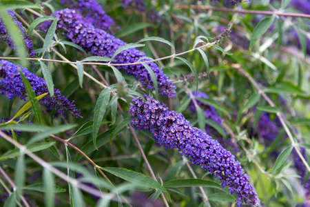 Image shows some flower of Licac in purple over green