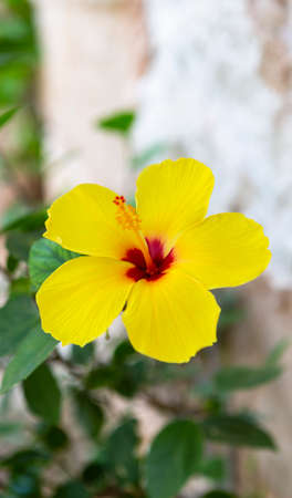 The photo shows a beautiful yellow clematis flower in daylightの写真素材