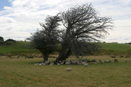 A group of sheep hiding under a lonely treeの写真素材