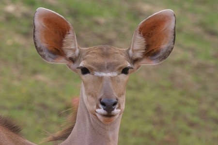 Closeup of antelope looking at the cam