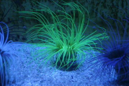 Beautiful green anemone on the ground of an sea water aquariumの写真素材
