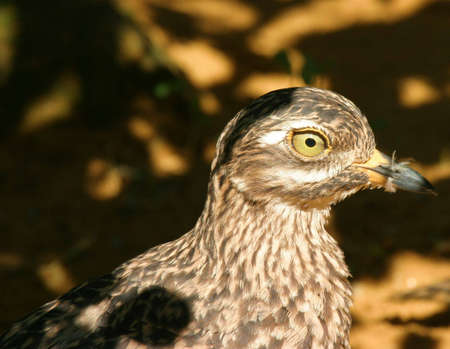 Brown camouflaged ratite in the forest stepping out of the shadowの写真素材