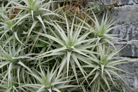 group of typical canarian plantsの写真素材
