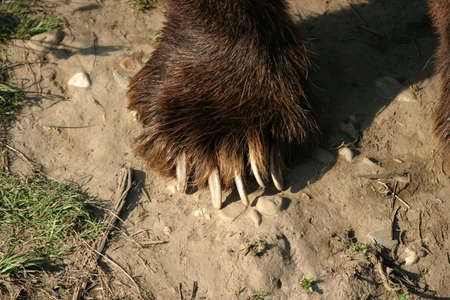 claw of a massive kodiak bearの写真素材