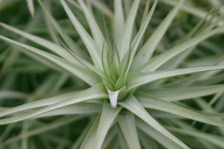 typical plant on the canary islands in spain, Europeの写真素材