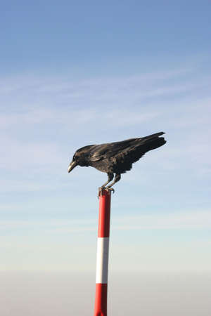 Black crow watching the area from a red - white poleの写真素材