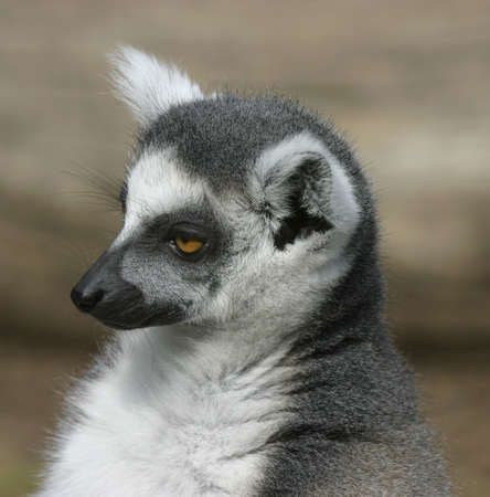Young catta observing the area around the group