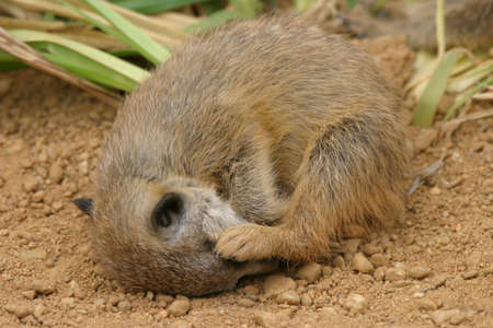 tiny young meekat having a sleep after playing with its siblingsの写真素材