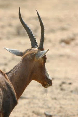blesbok in the namibian savannah の写真素材