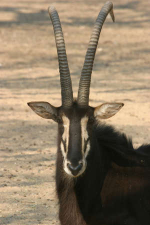 sable antelope staring at the camera in the savannah of namibia, africaの写真素材