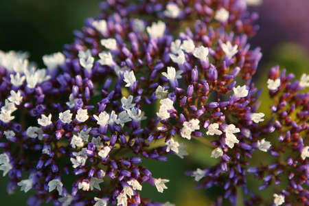 Close up of blooming spring flowers in white and violet colors