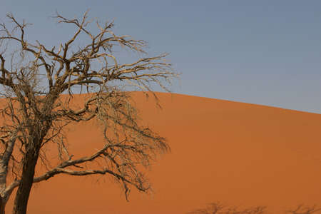 dead tree standing in front of a dune and a blue sky in the namibian desertの写真素材