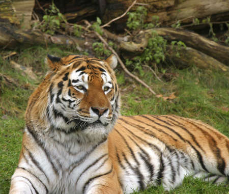 majestic tiger lying in the grass and watching the area