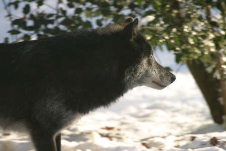 profile of a black canadian wolf staring at something interesting