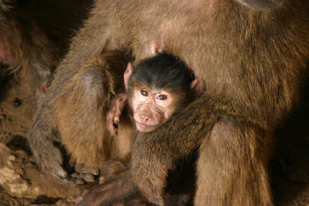 curious baboon baby enjoys the protection by it's motherの写真素材