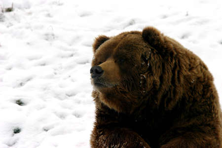 Huge brown bear resting in the snow during a cold winter day