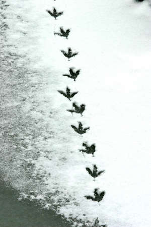 spoor of bird footprints on a frozen lake