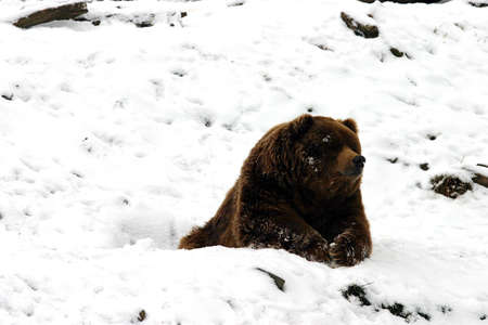 Huge brown bear resting in the snow during a cold winter day