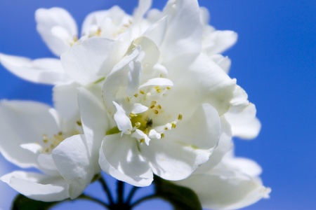 jasmin