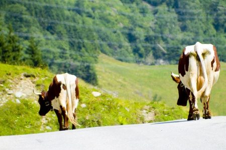 cows on a road in the alps with forest and meadow in the backgroundの写真素材