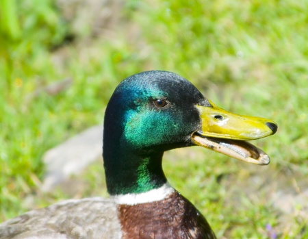 closeup of a beautiful male mallardの写真素材