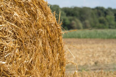 Straw Roll on the Field in Summer, close