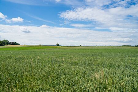 A wide view over the green field to the horizon.の写真素材