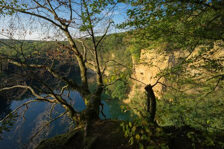 An old tree on edge of the lake Dornheckensee walls in the light of the setting sun.の写真素材