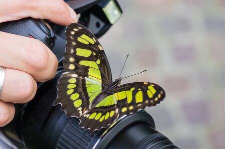 Swallowtail butterfly on a camera, held by the photographer.の写真素材