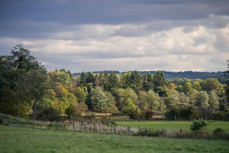 Grove behind a pasture in the interplay of sun and clouds.