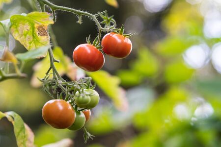 Ripe and unripe tomatoes on their shrub in the garden.の写真素材