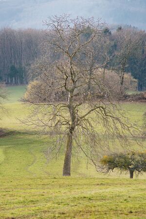 A freestanding bald tree on a meadow in February.の写真素材