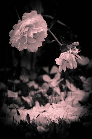 A rose loses its petals in late summer.の写真素材