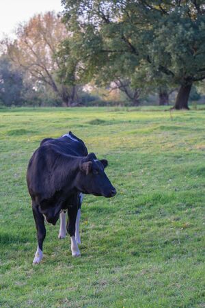 Young bull on the meadows in the evening hours.の写真素材