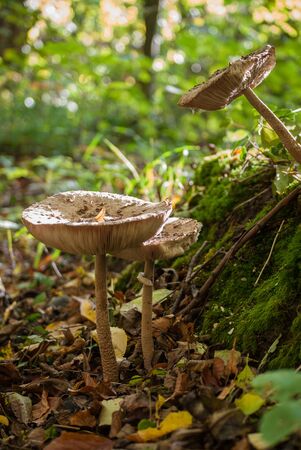 Mushrooms grow up on the side of a mossy tree stump.の写真素材