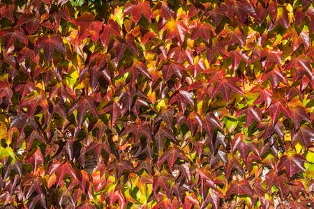 Autumnal grape leaves as background, short distance.の写真素材