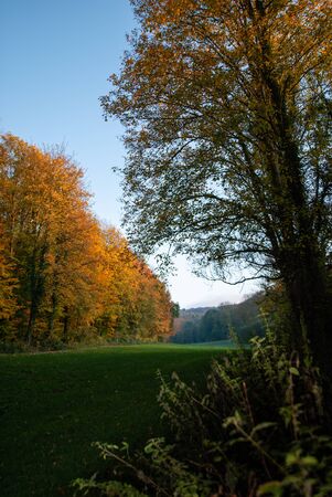 View from the meadows edge on an autumn forest in the light of the evening sun.の写真素材