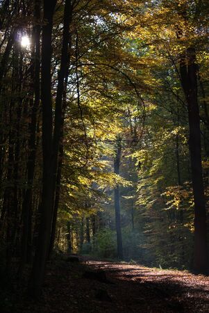 A forest road in the autumnal evening light.の写真素材