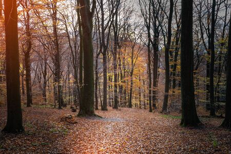 View between trees and variegated foliage in the light of the late afternoon sun.の写真素材