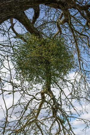 Mistletoe on a bare branch in winter.の写真素材