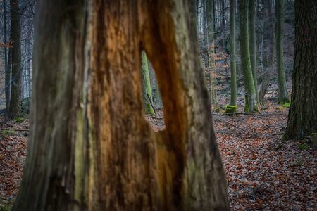 Looking through a hole in a stump in a haunted forest in.
