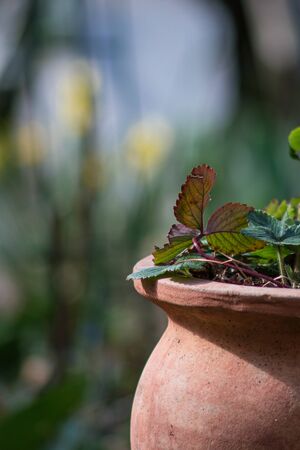 A strawberry plant in a clay pot with selective focus against a blurred background.の写真素材
