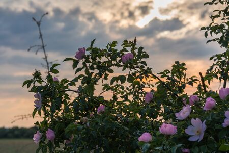 A wild rose in the light of the setting sun in May.の写真素材