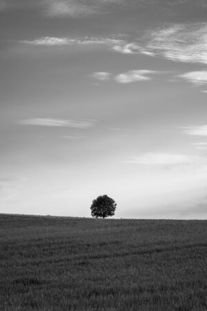 Poetic black and white image of a single, round tree as a point on the horizon.の写真素材