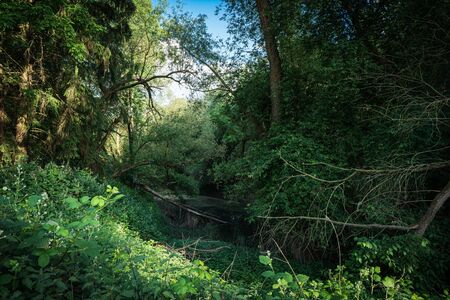 A small jungle around an inaccessible pond with fallen tree trunks in the evening.の写真素材