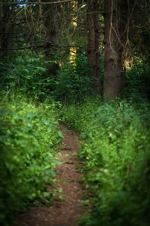 Narrow path that leads into an old forest with dense undergrowth.の写真素材