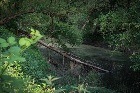 A pond with fallen trees, located in an inaccessible thicket.の写真素材
