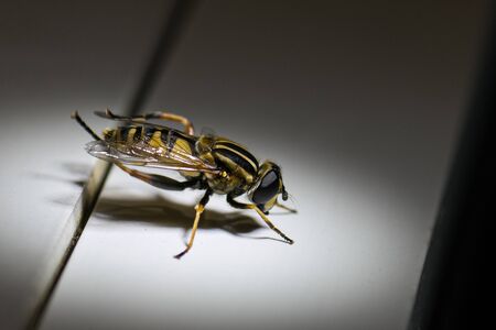 Swamp Hoverfly on a white Surface in motion.